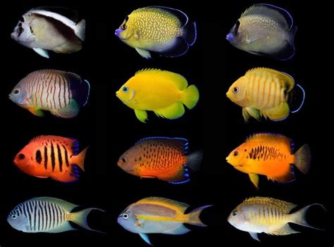 14 of the most colorful saltwater aquarium fish in existence.